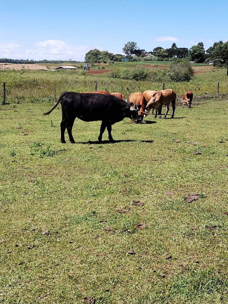 Vacas e novilhas  - Foto 5