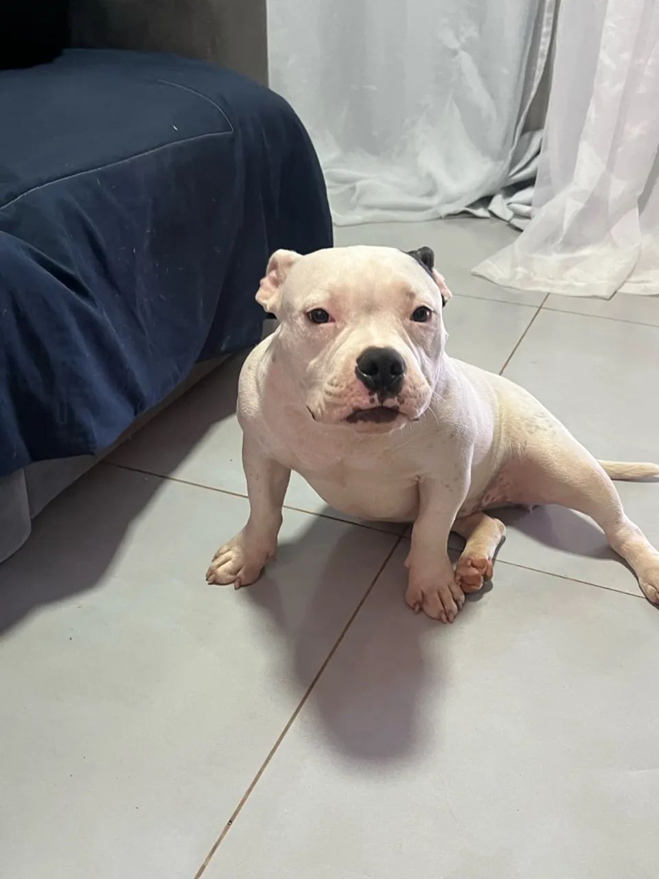 American bully poket  - Foto 2