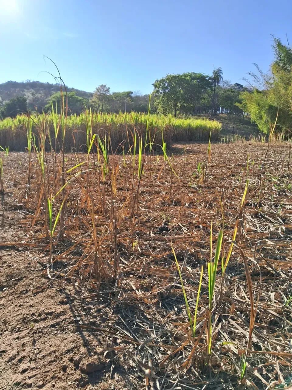 fazenda vila Amanda Baldim - Foto 5