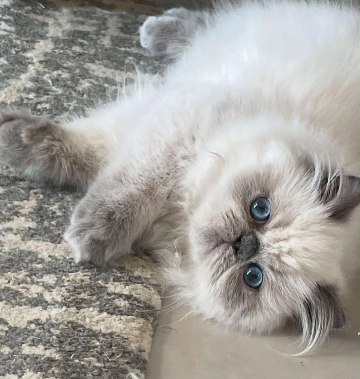 Gato persa  - Foto 4