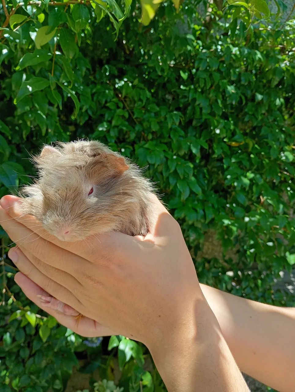 Filhote de porquinho da índia peruano - Foto 3