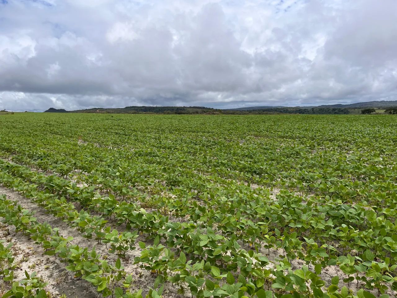 Arrendamento Fazenda SOJA - Foto 3
