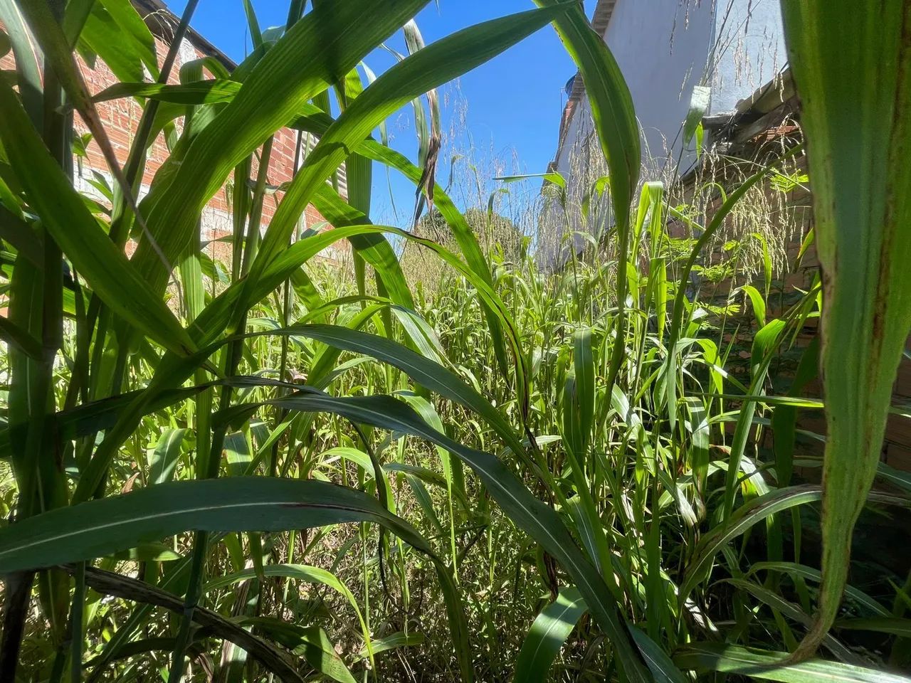 Capina roçadeira  - Foto 5