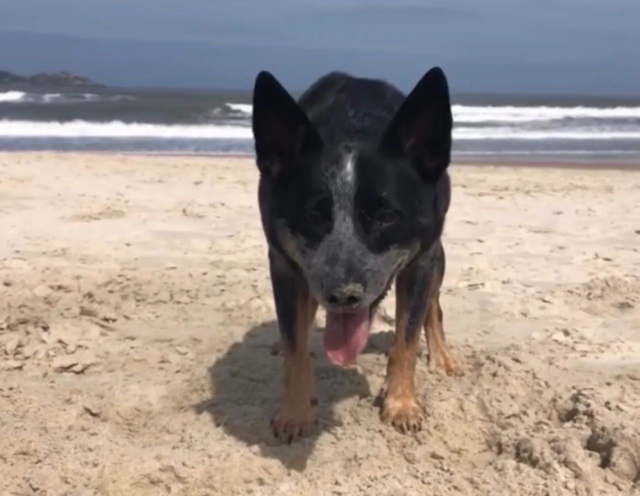 Blue Heeler  - Foto 3