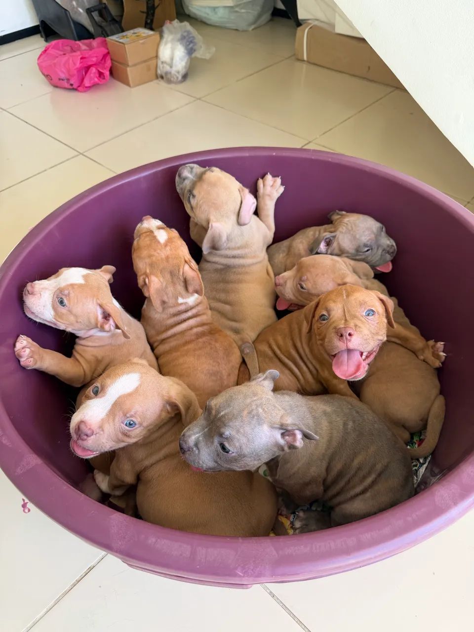 FILHOTE AMERICAN BULLY - Foto 4