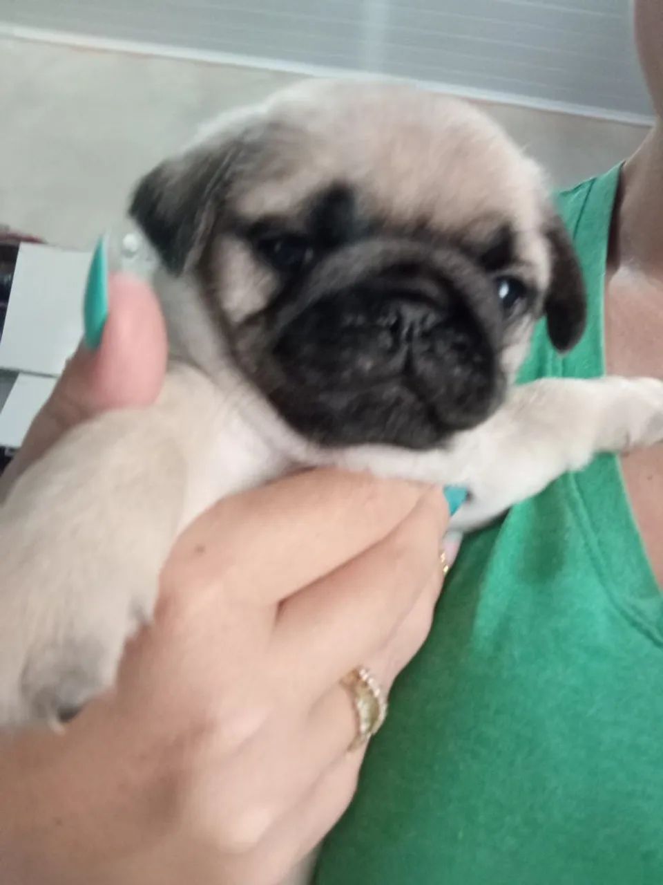 Filhotes de Pug macho  - Foto 2
