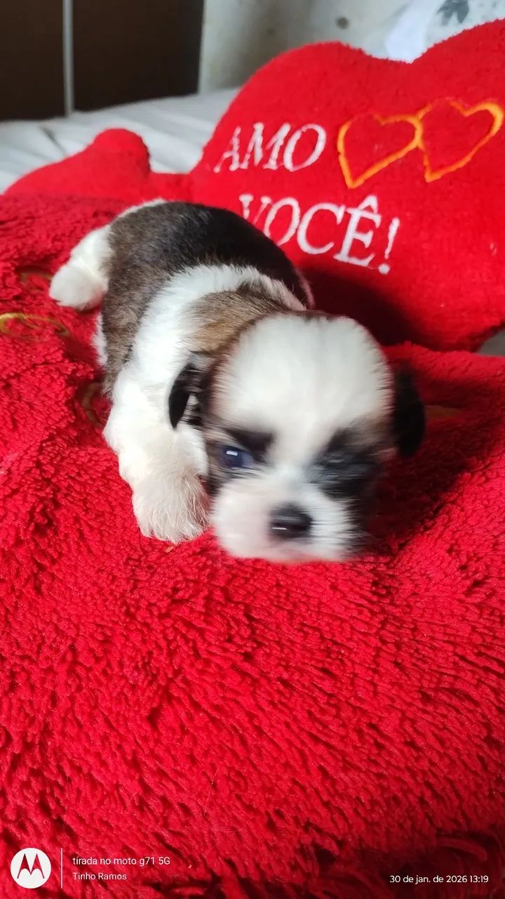 LINDOS FILHOTES DE SHITZU  - Foto 5