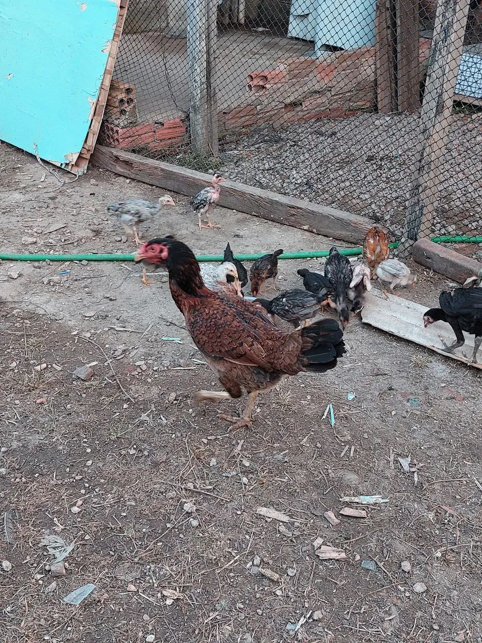 Lote todo - Foto 2