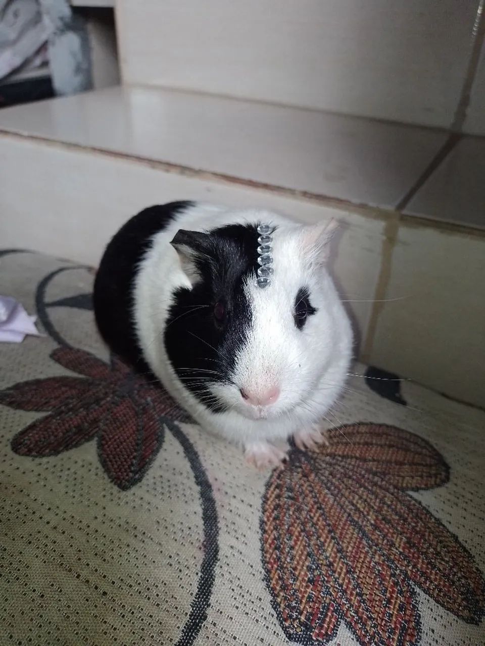 Doação porquinho da índia  - Foto 3