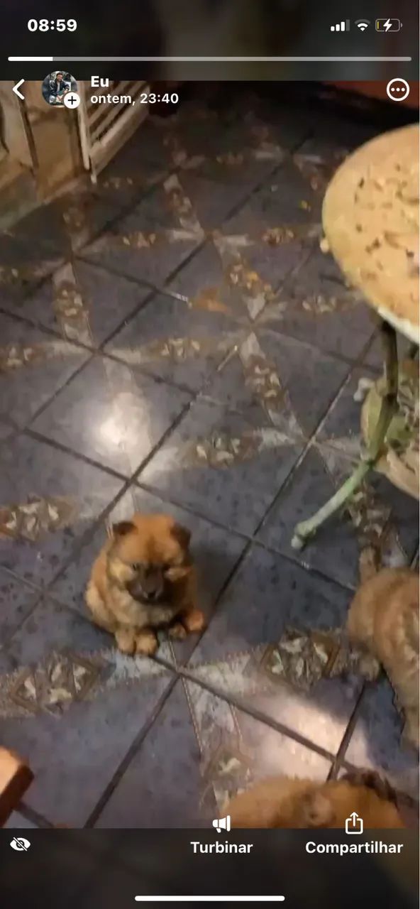 Chow Chow - Foto 4