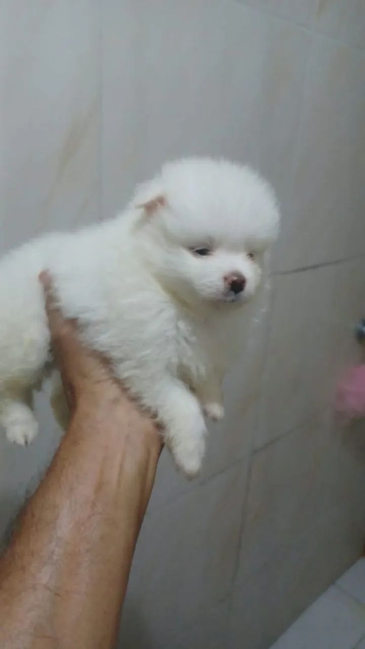 Cachorro  - Foto 2