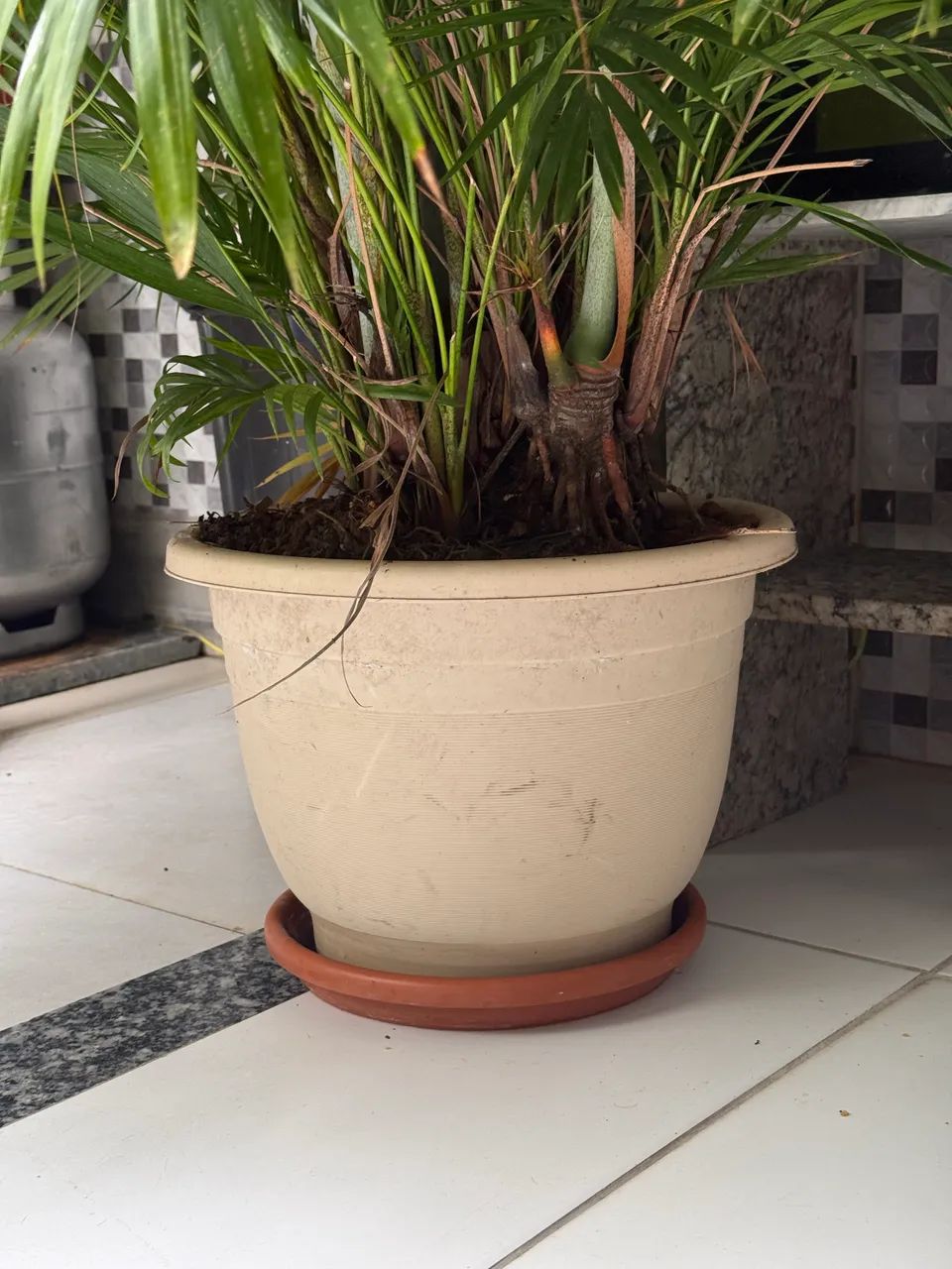 Palmeira com vaso - Foto 2