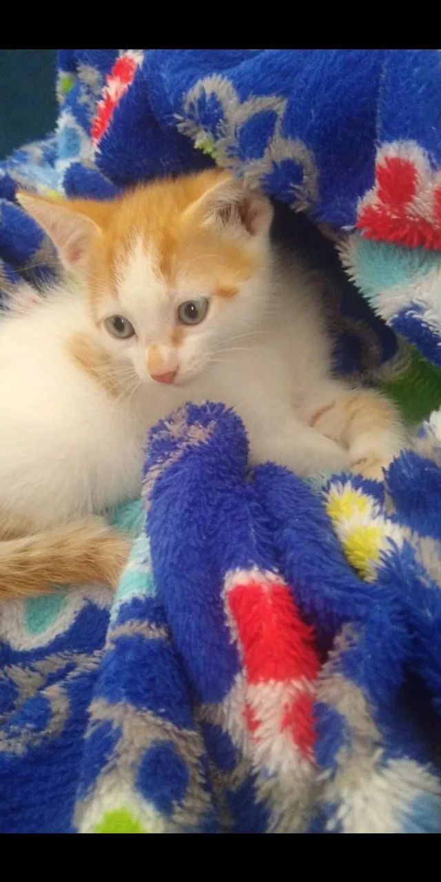 Doação Responsável  - Foto 3