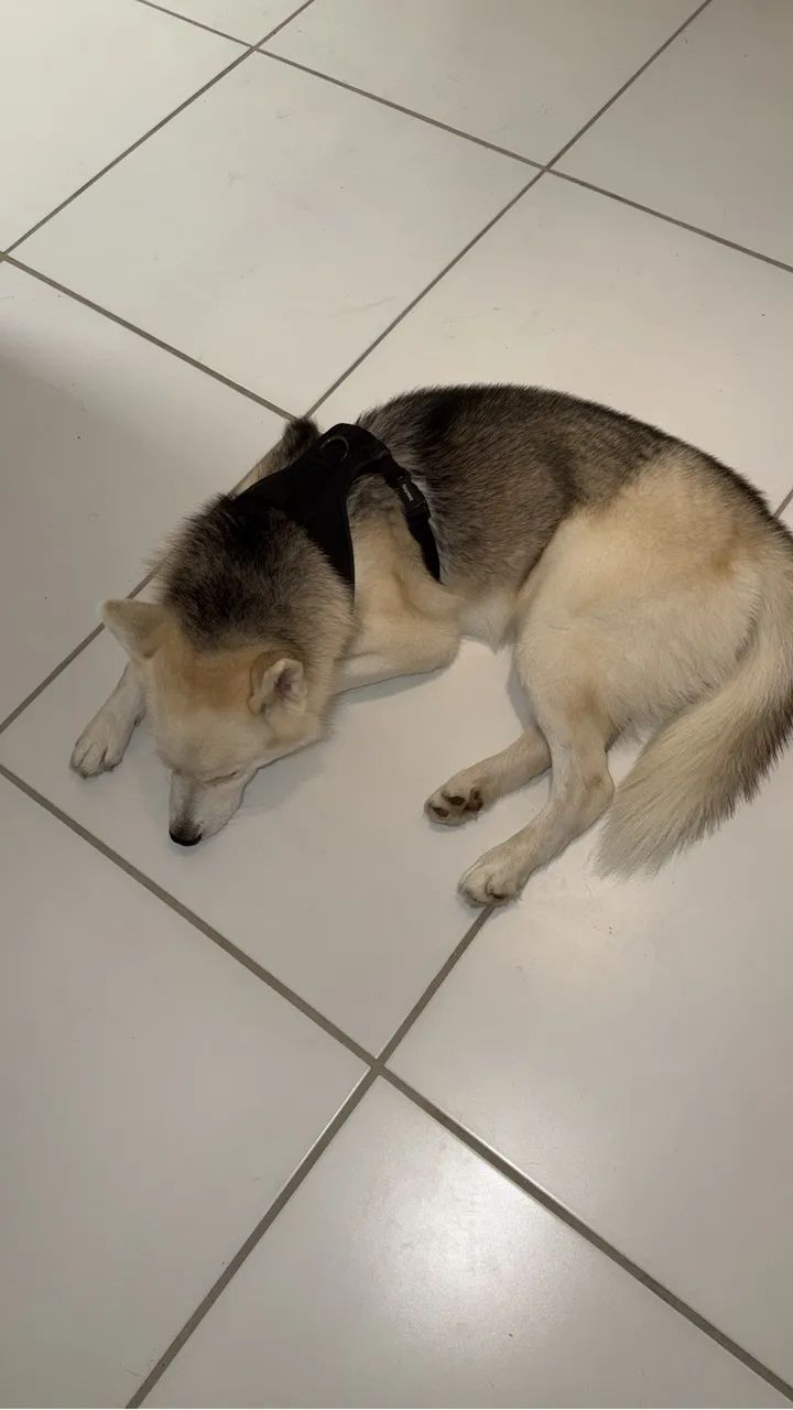 Husky p/ cruzar - Foto 5