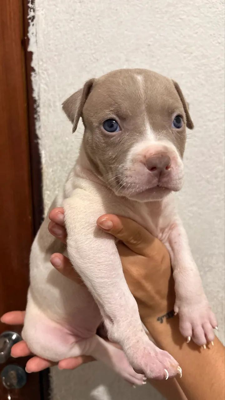 Pit monster com pedigree e linhagem importada  - Foto 2