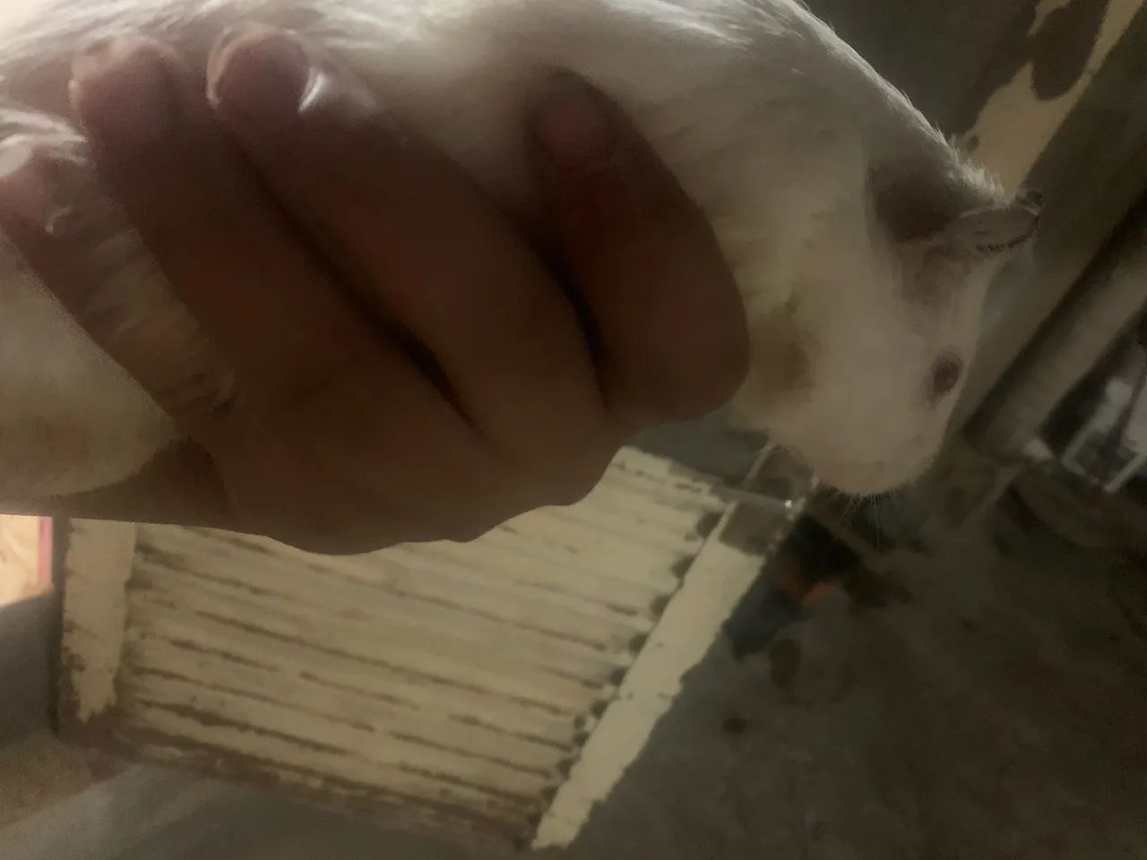 Vende-se porquinho da índia inglês Albino  - Foto 3