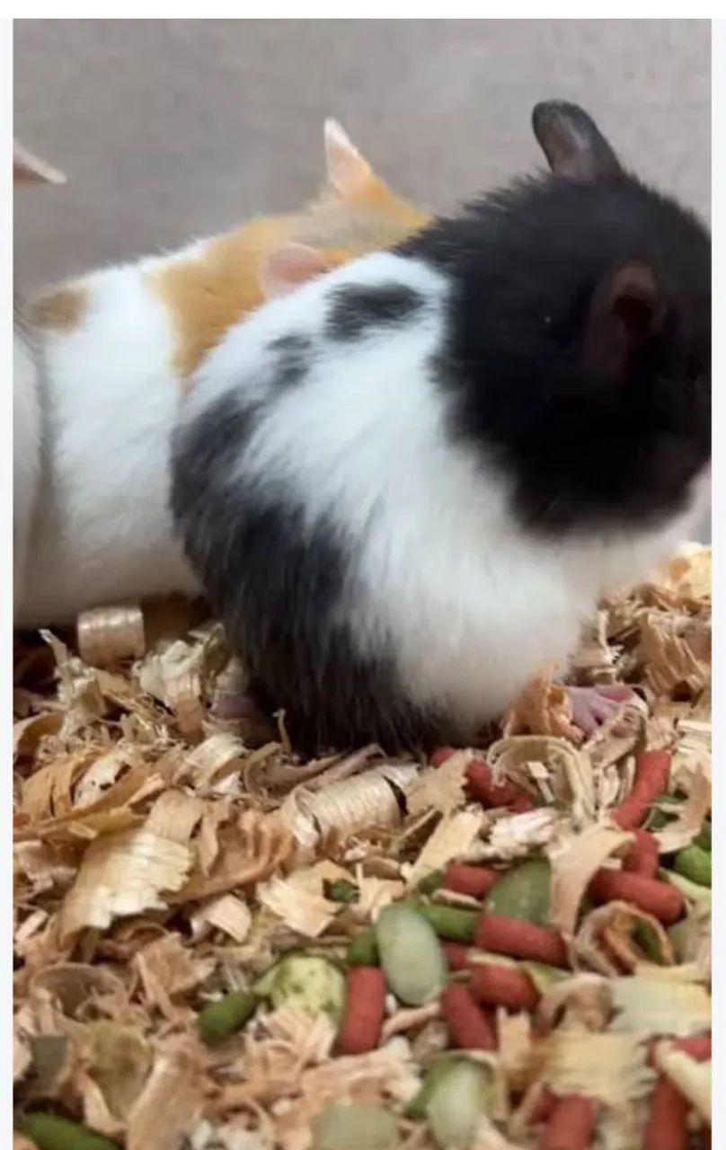 Hamster  - Foto 4