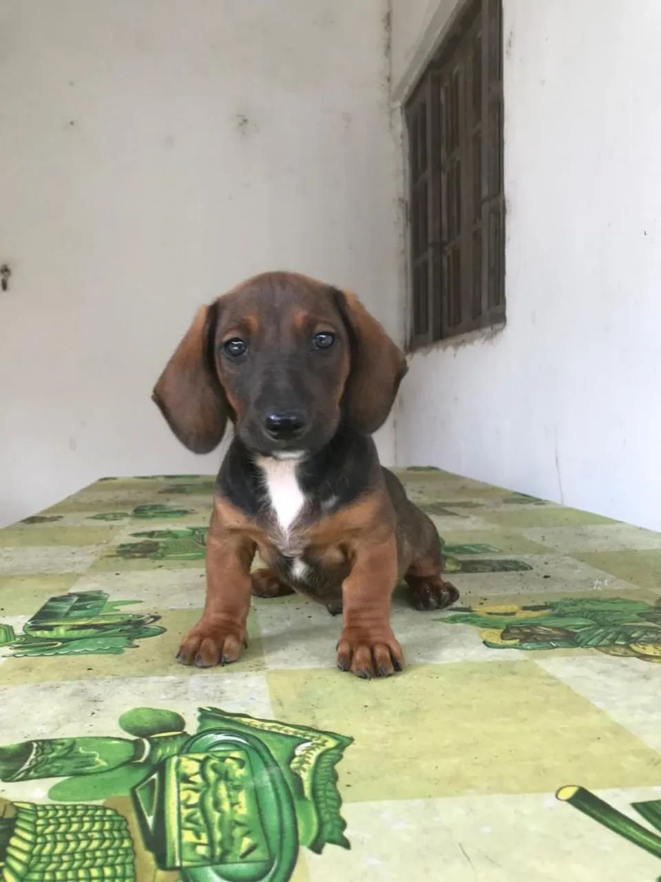 Salsichinha