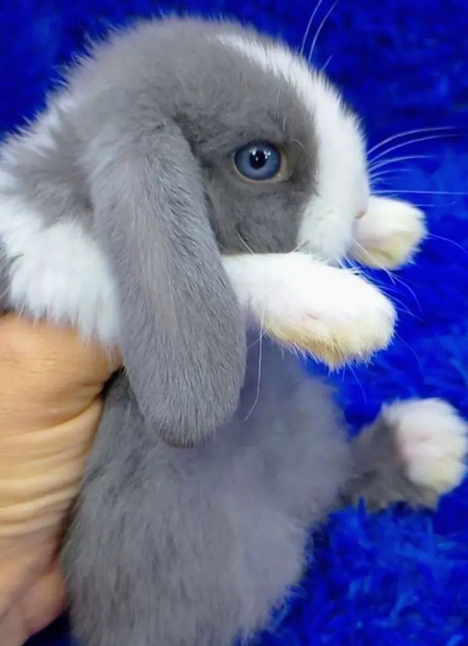 Lindos Mini coelhos e coelhos anões 