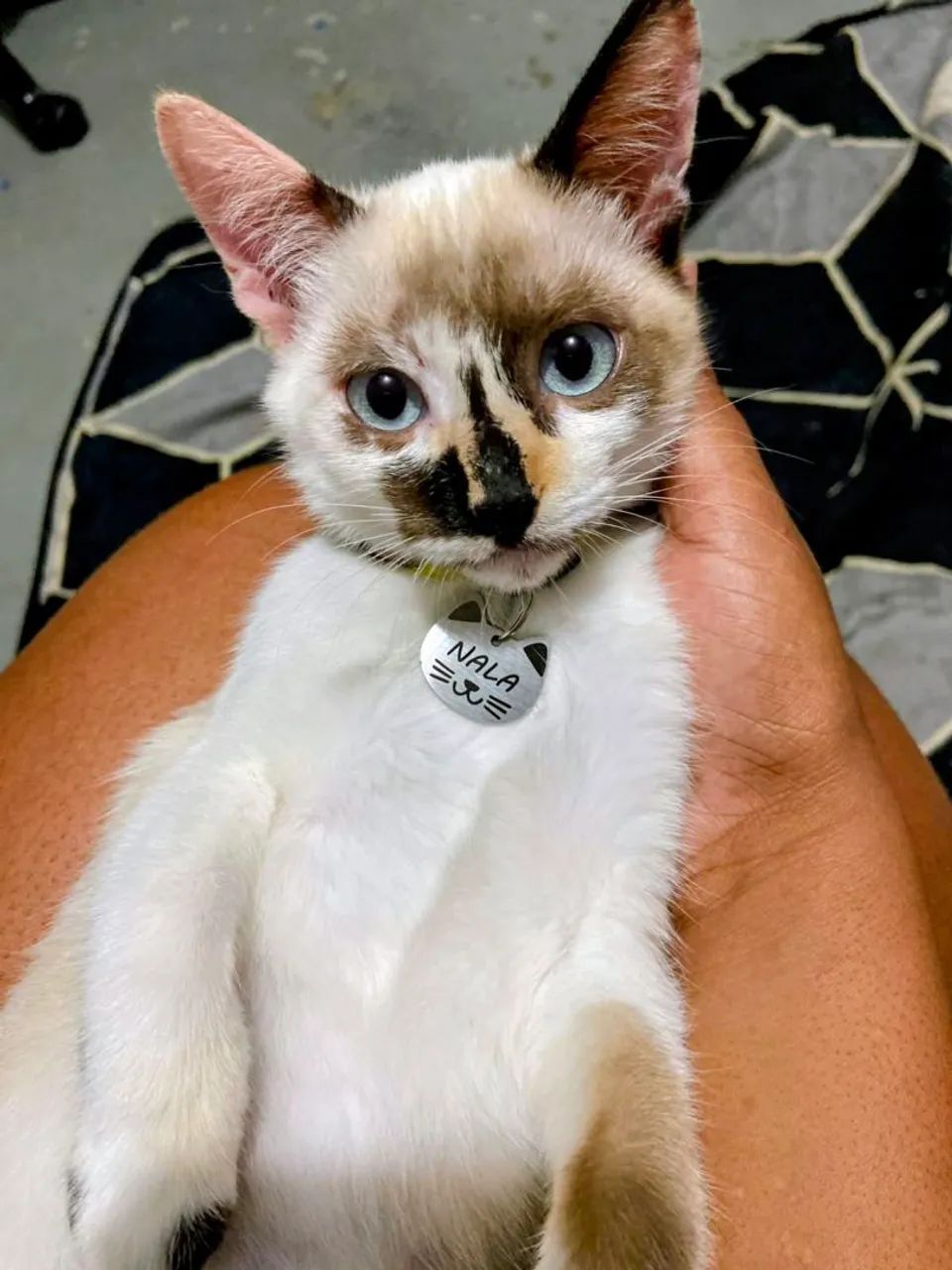 Gatos/ doação  - Foto 2
