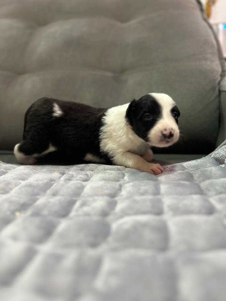 Border Collie