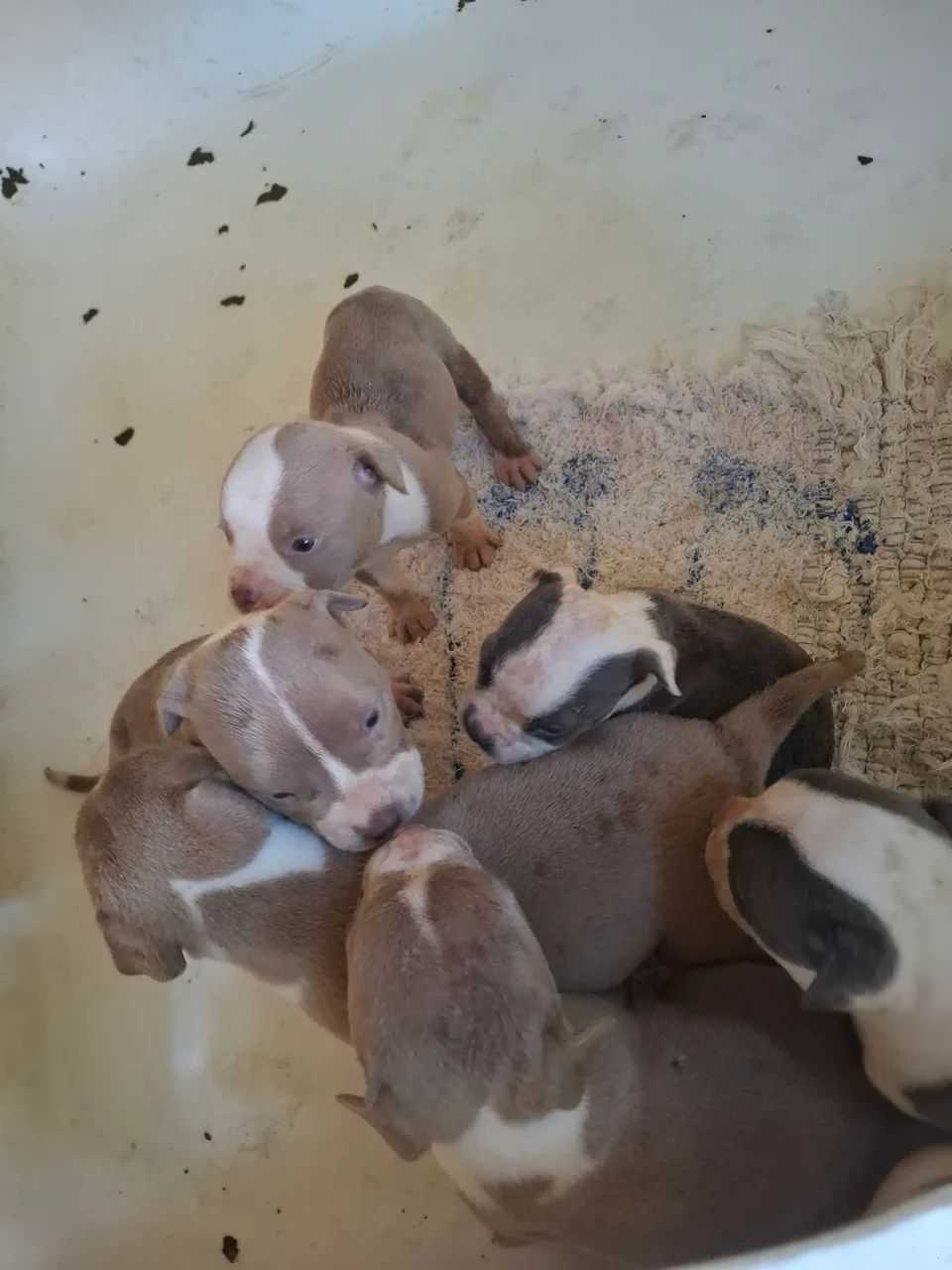 Filhote de American Bully  - Foto 5