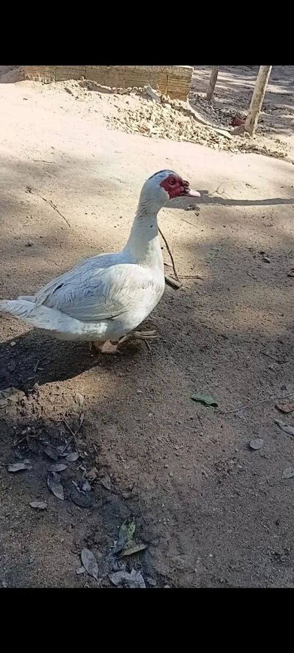 Pato