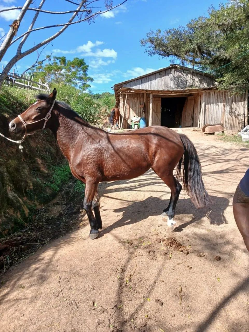 Vendo égua mansa para iniciantes - Foto 2