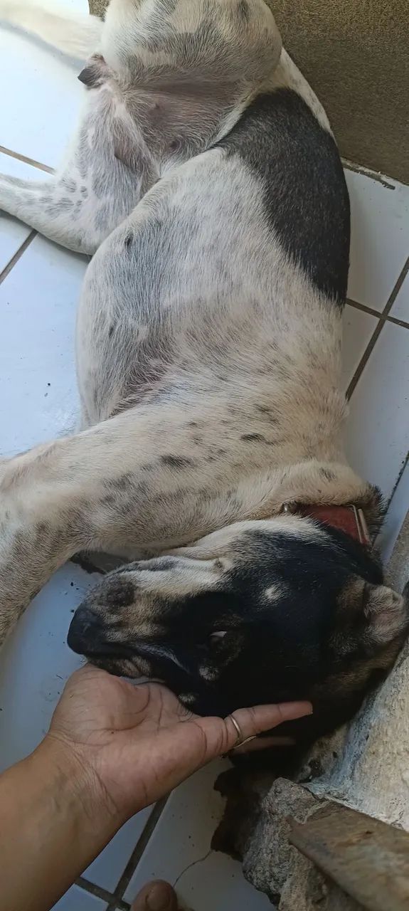 Adoção responsável!