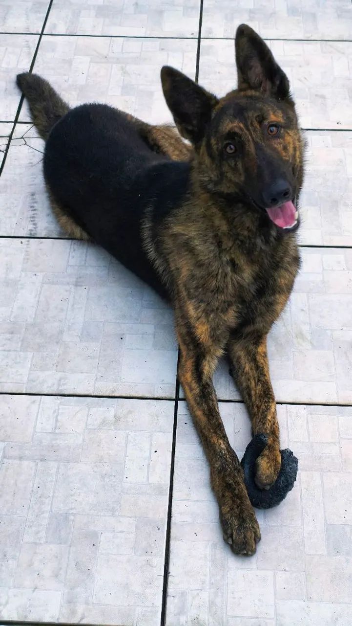 Pastor belga malinois
