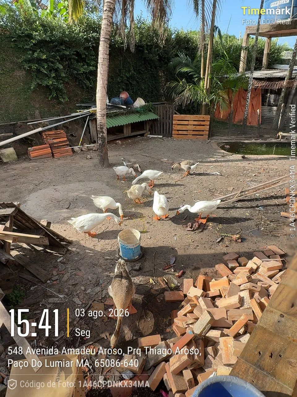 Ganço  - Foto 2