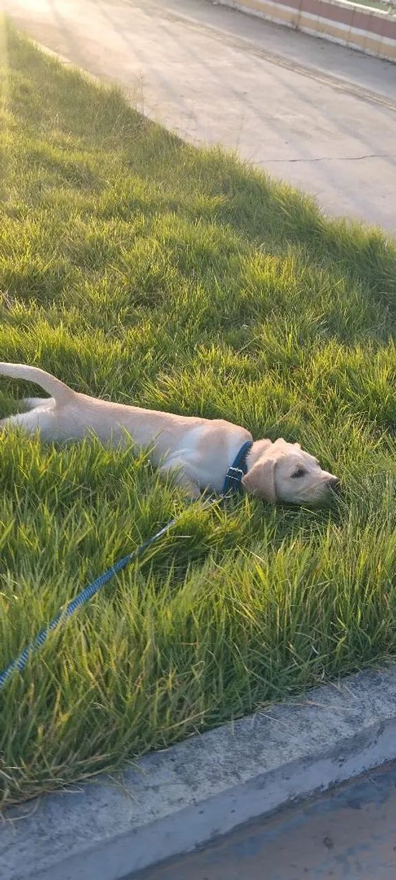 Vendo labrador 5 meses - Foto 3