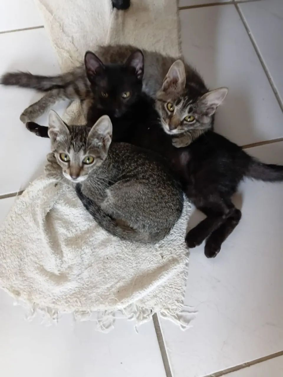 Gatinho