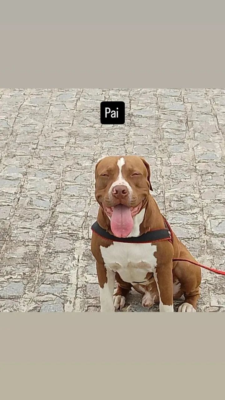Animal de estimação  - Foto 3