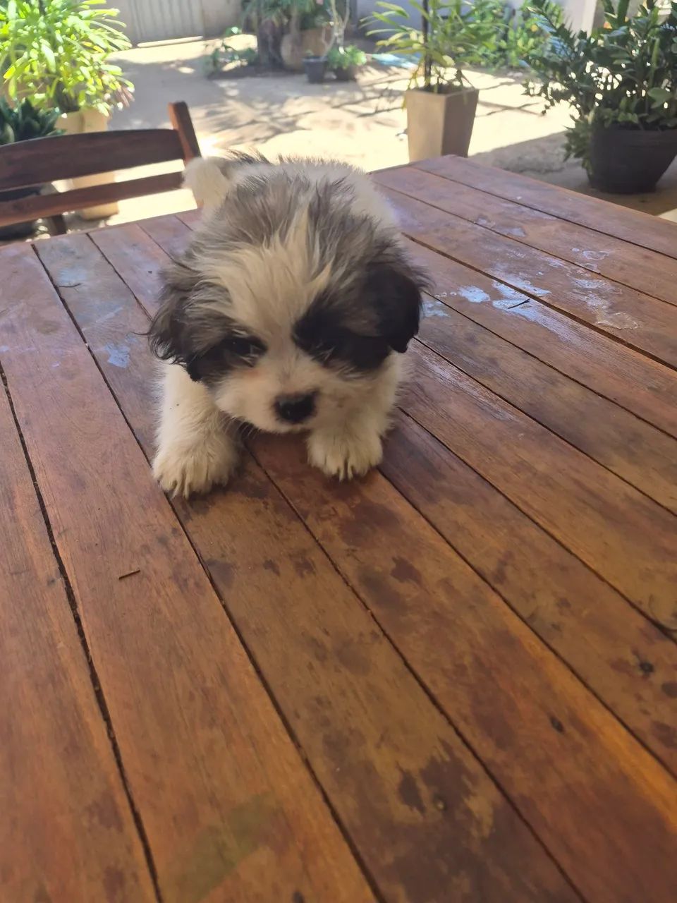 FILHOTES DE CACHORRO SHIH TZU - Foto 2
