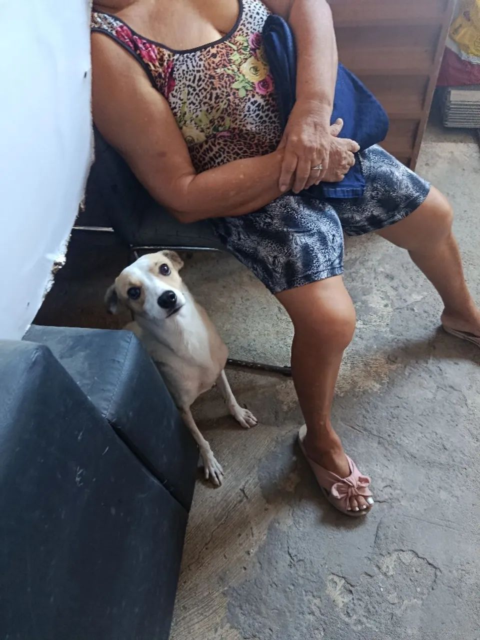 Doa-se cachorro! - Foto 2