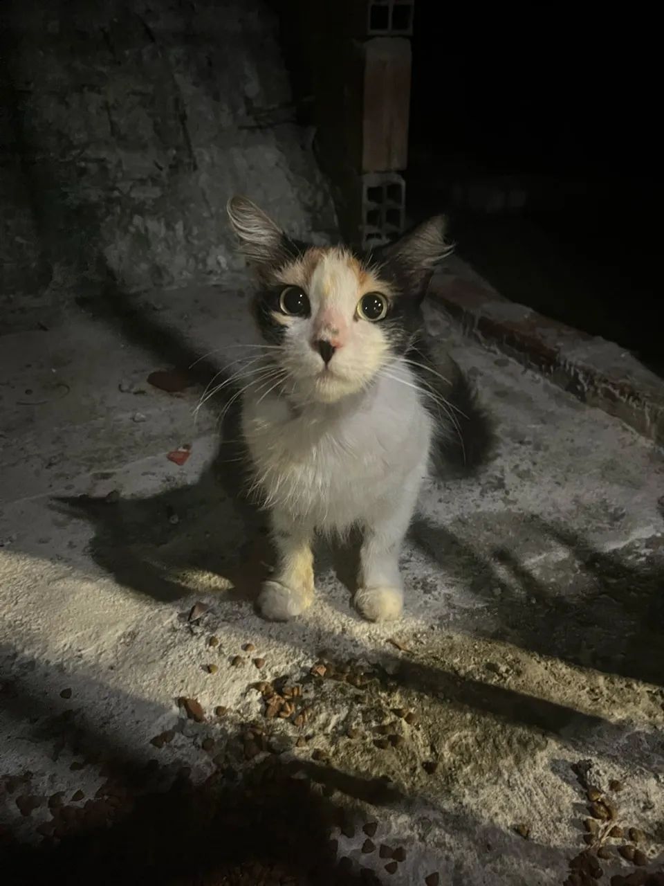 Gatos adoção responsável  - Foto 2