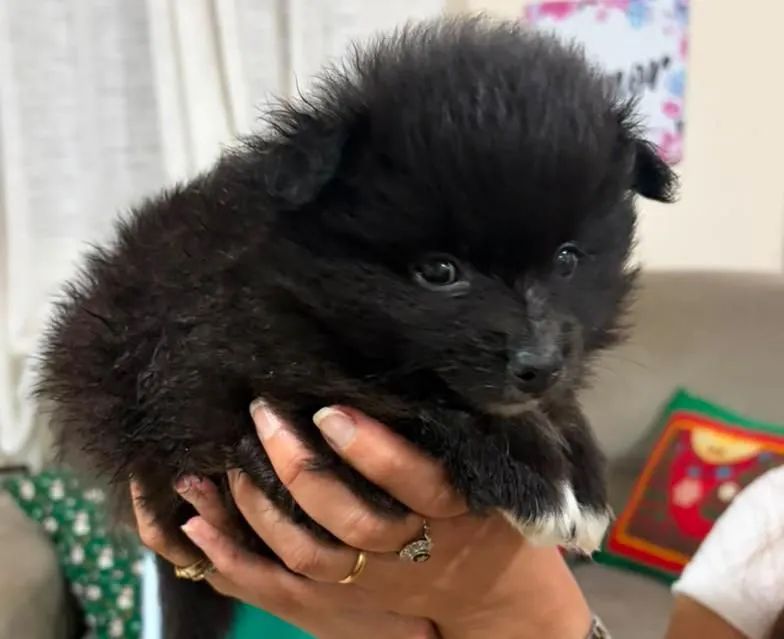 Machinho de Spitz Alemão 