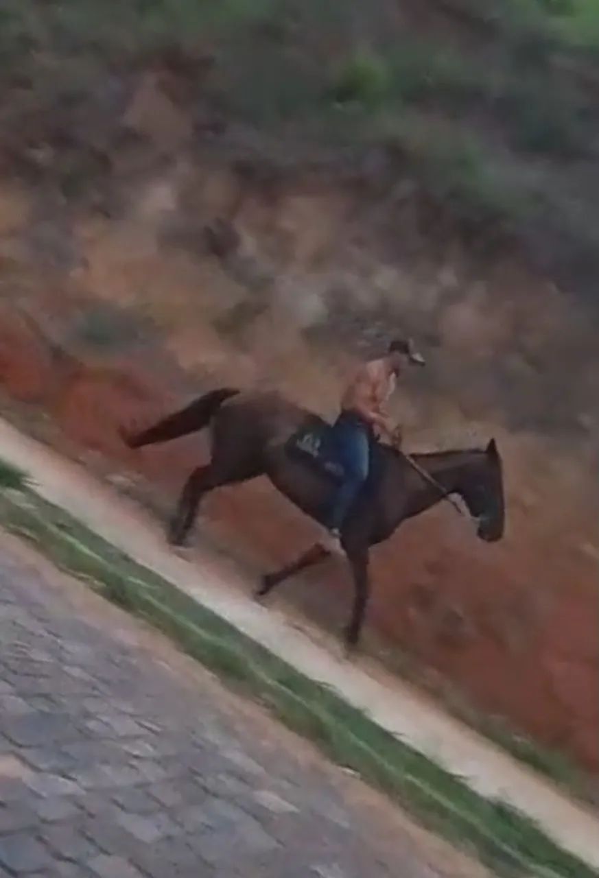 Cavalo mangalarga marcha picada  - Foto 3