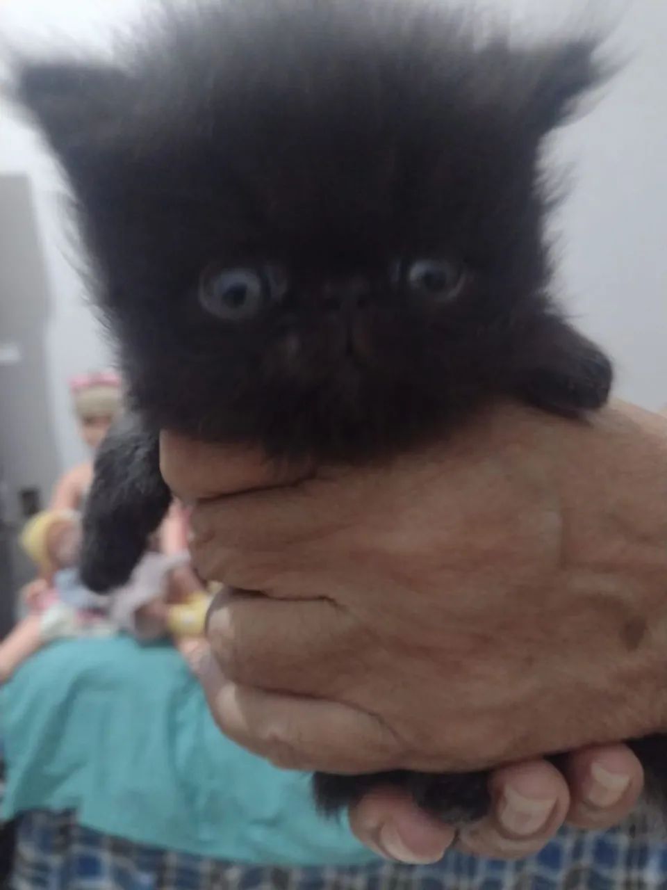 Vende se gato persa show  - Foto 2