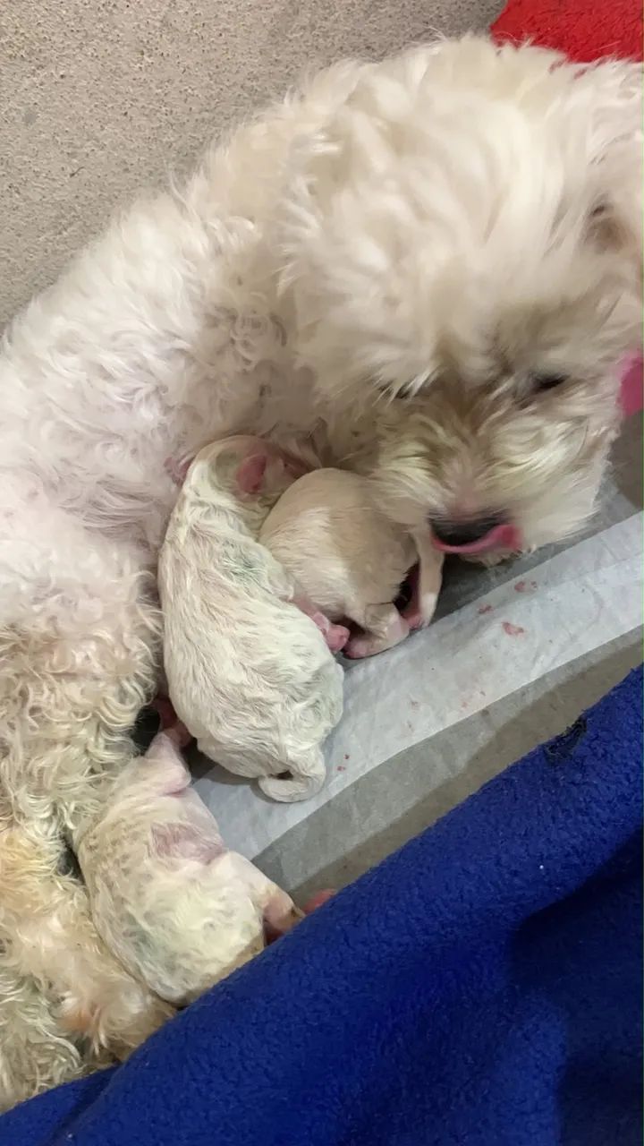 Cachorro - Foto 3