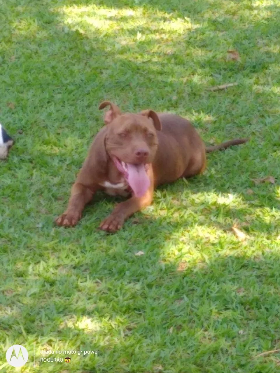 Cachorro  - Foto 2