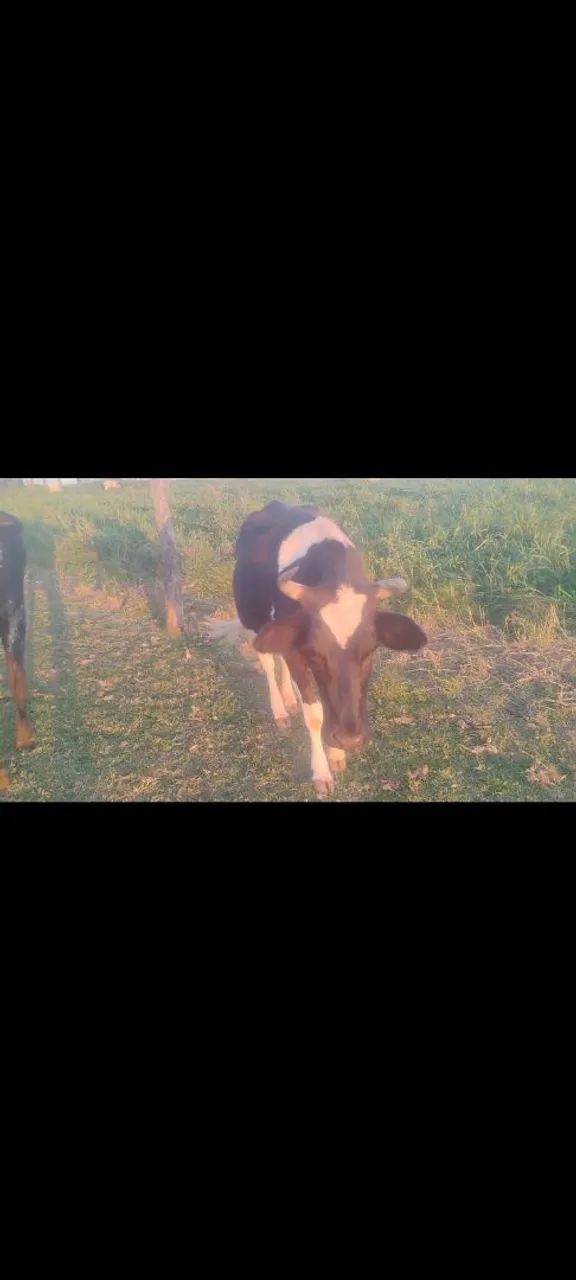 Vacas - Foto 3