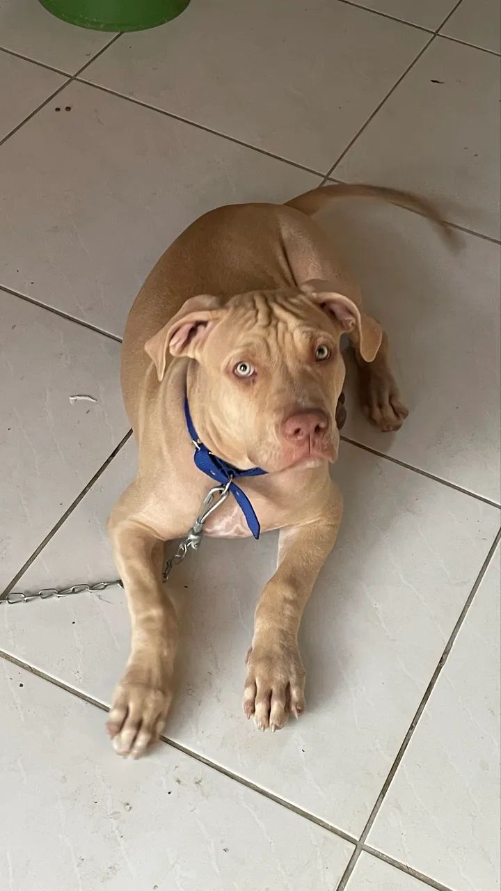 Vendo filhote de pitbull  - Foto 2