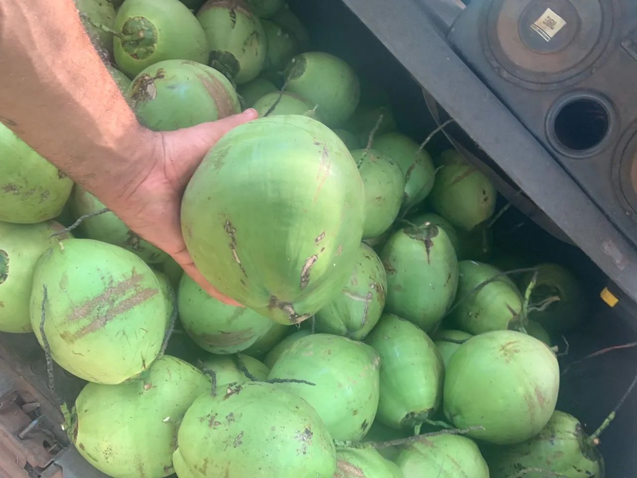 Vendo coco verde
