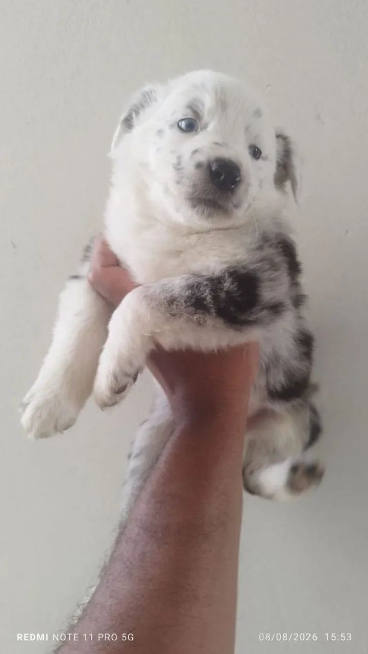 Border collie  - Foto 3