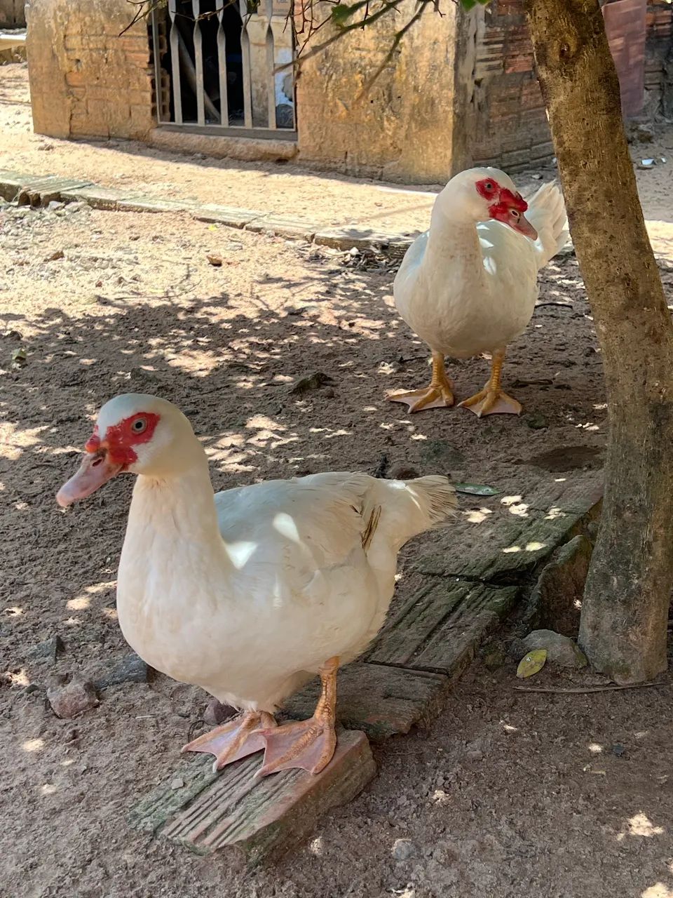 Patos  - Foto 5