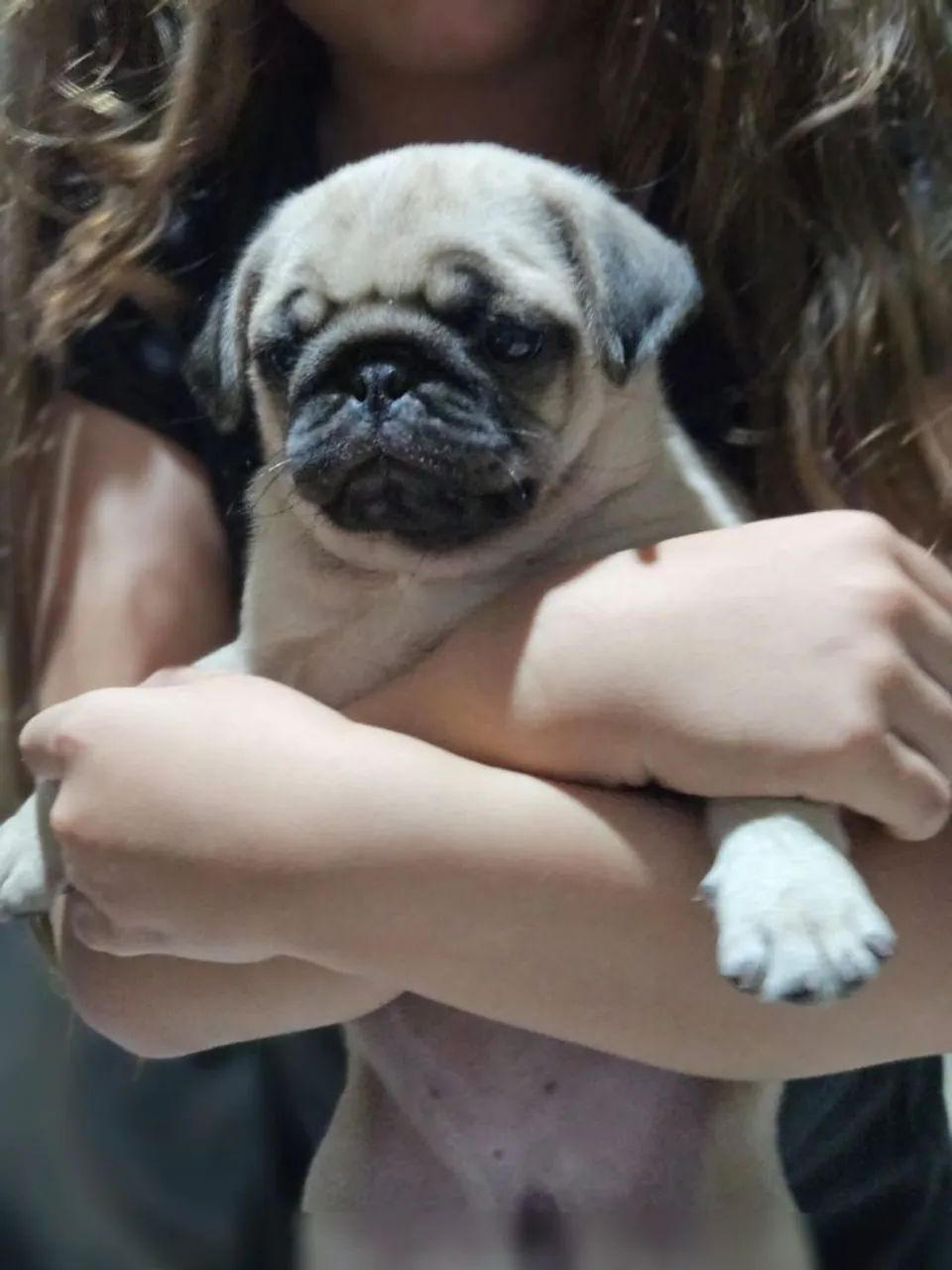 Pug - Foto 3