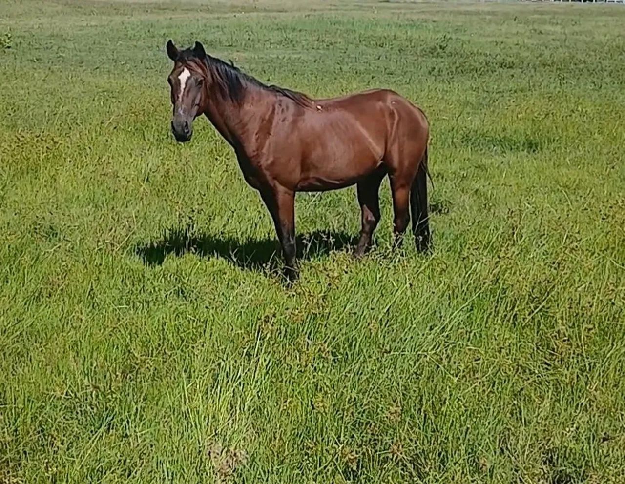 Vendo cavalo  - Foto 2