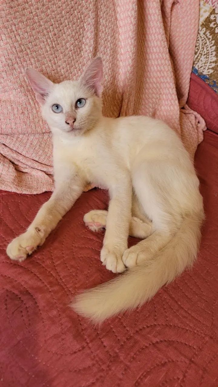 Gatinho peludo - Foto 2